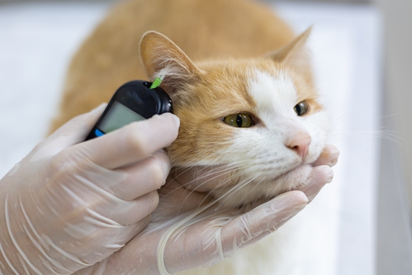 image for Understanding Feline Diabetes: What Pet Owners Need to Know